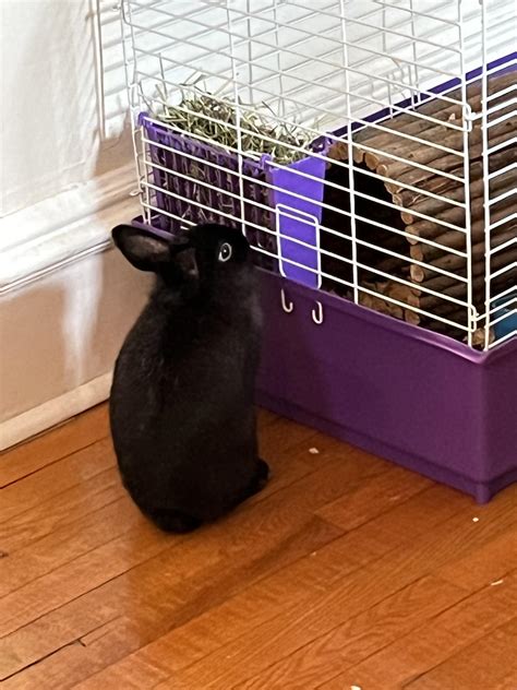 Rabbit Litter Box Advice Rrabbits