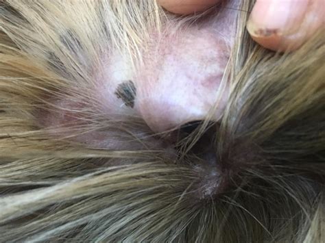 I Was Curious About This Black Spot On My Dogs Ear Petcoach