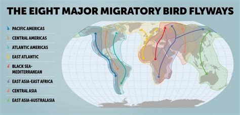 Why Is Bird Migration Important Chirp Birding The Social Network