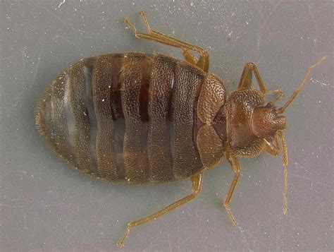 Bed Bug Cimex Lectularius Entomology Today