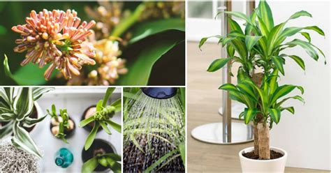¿por qué no un cactus? El palo de Brasil es la planta de la felicidad | Plantas