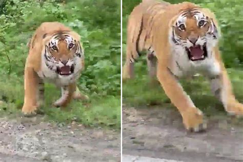 Aterrador Tigre Se Lanza Sobre Turistas En Safari
