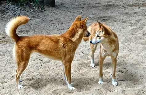What Do Dingoes Look Like