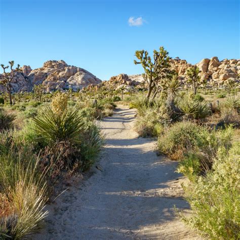 6 Best Hikes In Joshua Tree National Park