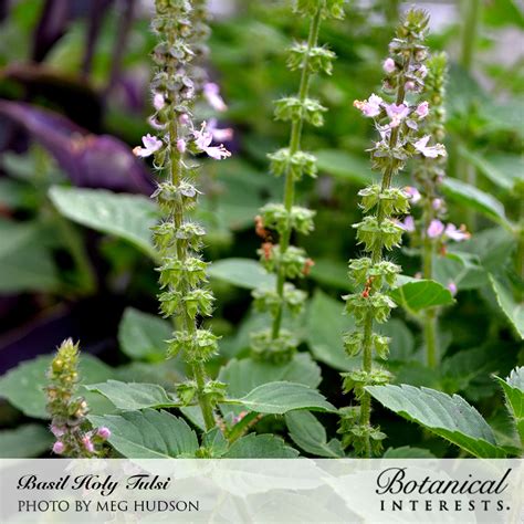 Basil Tulsi Holy Basil Seeds Organic Heirloom Sustainable Organic Q8