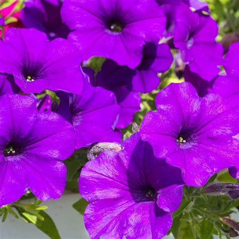 Petunia- Alderman (Violet) seeds | The Seed Collection