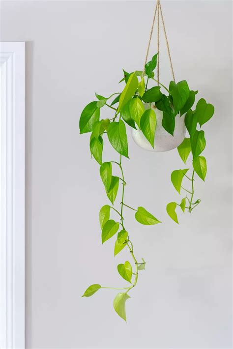 The 10 Best Indoor Hanging Plants To Turn Your Home Into A Jungle In 2021 Hanging Plants