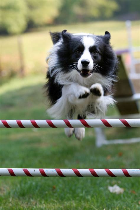 Leap An Athletic Border Collie Clearing A Jump During An Agility