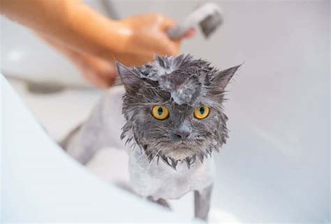 The How To On Bathing A Cat