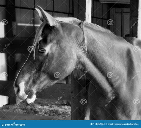 Horse Grayscale Photography Picture Image 111457361