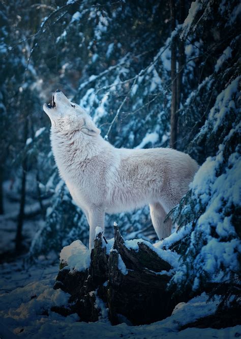 Winter Wolf Iphone Wallpapers Top Free Winter Wolf Iphone Backgrounds