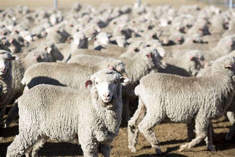 Why Zegna Is Getting Into The Sheep Farm Business In Australia Bloomberg