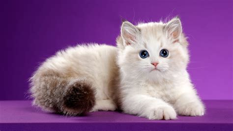 Cute White Cat Is Lying Down On A Table In A Purple Color