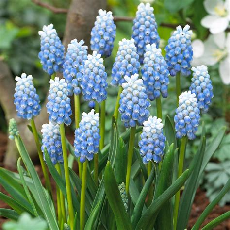 Buy Muscari Peppermint Bulbs J Parker Dutch Bulbs