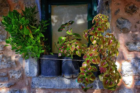 11 Great Container Plants For Shady Spots