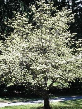 Flowering dogwood is virginia's state tree. Buy Dogwood Trees | Dogwood Trees for Sale | The Tree Center