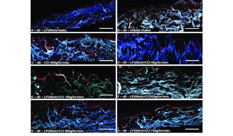 Representative Immunofluorescence Cross Section Images Of Seeded