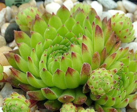 Prickly pear cactus (genus opuntia). Sempervivum Roter Gigant | Planting succulents, Succulents ...