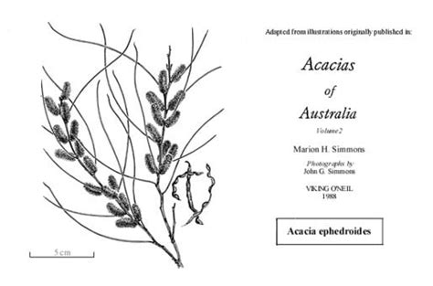 Factsheet Acacia Ephedroides