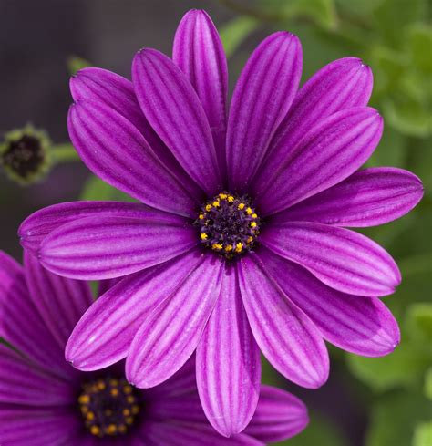 Free Purple Flowers Download Free Purple Flowers Png Images Free
