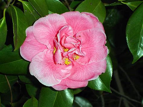 Camellia The Camellia Is Alabamas State Flower Carrie Flickr