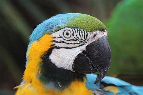 Blue Throated Macaw Zoochat