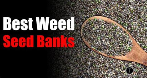 Community seed banks will help to preserve seed of the most adapted varieties for the region, either local varieties or new ones coming from breeding this module helps jffls participants to increase their knowledge on the importance of saving seeds, in particular traditional varieties, as well as how. Best Marijuana Seed Banks 2019 - Best Online Cannabis Seed Bank - Monroe Blvd
