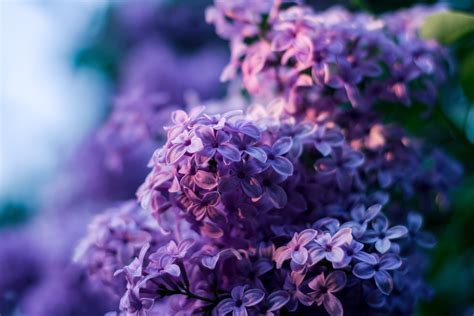 Fotos Gratis Naturaleza Bokeh Púrpura Pétalo Florecer Botánica Azul Jardín De Cerca