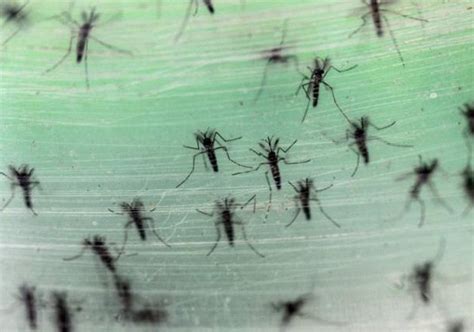 First Sexually Transmitted Zika Virus Case Confirmed In Texas World News India Tv