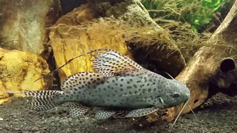 Synodontis Eupterus Aka African Featherfin Squeaker Catfish Youtube