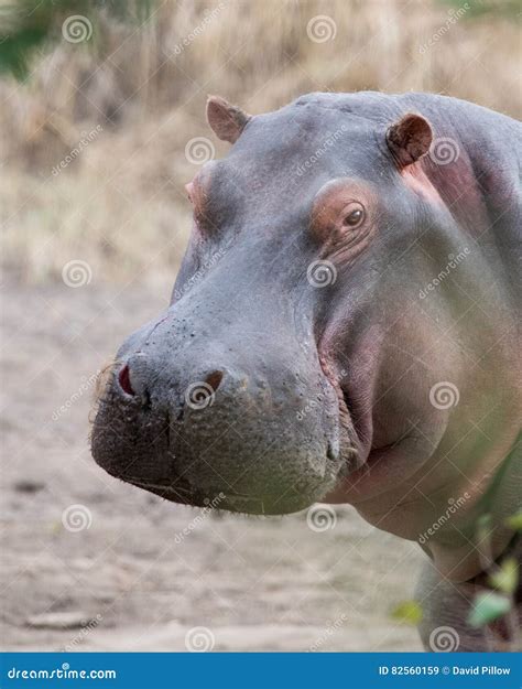 Closeup Of Large Hippo Head With Mouth Closed Standing On Land Royalty