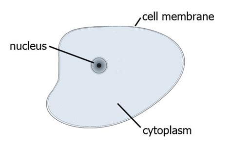 All living things are made of one or more cells. Animal Cells - Biology for Students