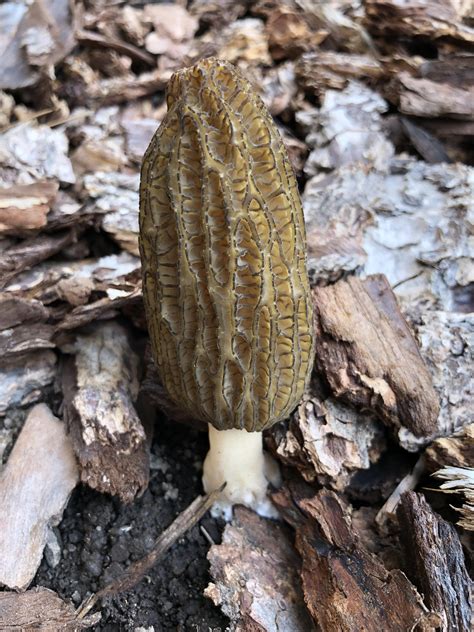 One More Before Bed White Morel Found In Wa Rmushroomporn