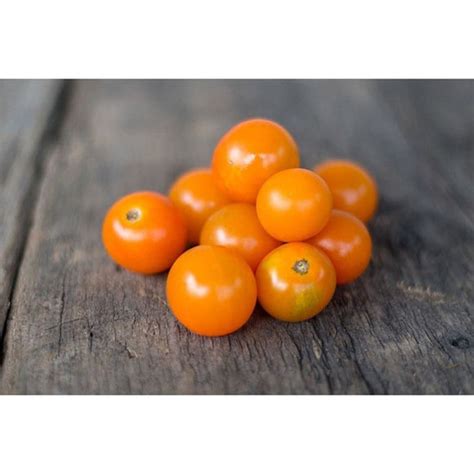 Sungold Tomato F1 Hybrid 60 Days Pinetree Garden Seeds