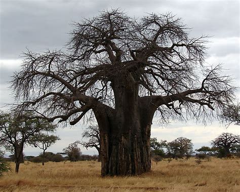 baobab tree photo tarangire national park tanzania africa