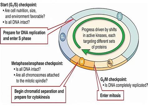 Cell Cycle Stages Of Cell Cycle Phases In Order G1 S G2 M