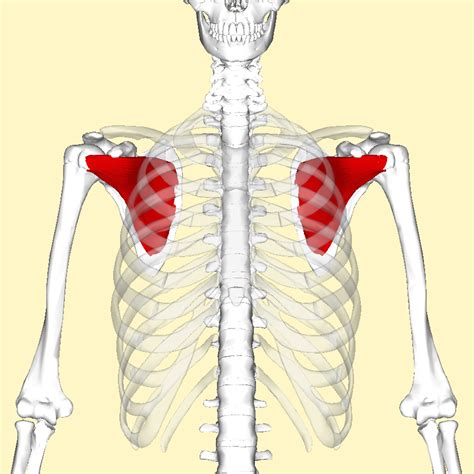 Subscapularis Muscle Wikipedia