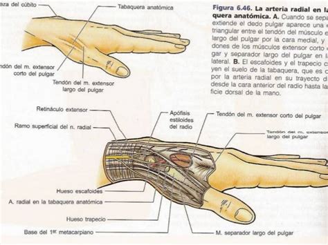 Anatomia Extensores De Antebrazo Y Mano