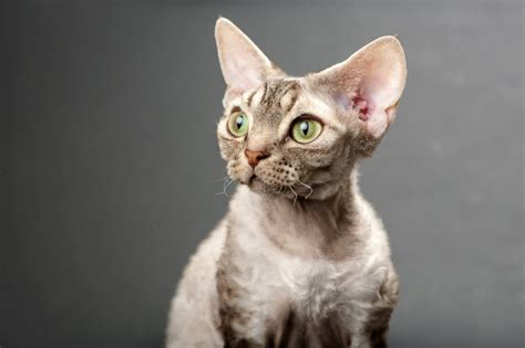 Devon Rex Cats All You Need To Know About This Pet Breed Nelenelcom