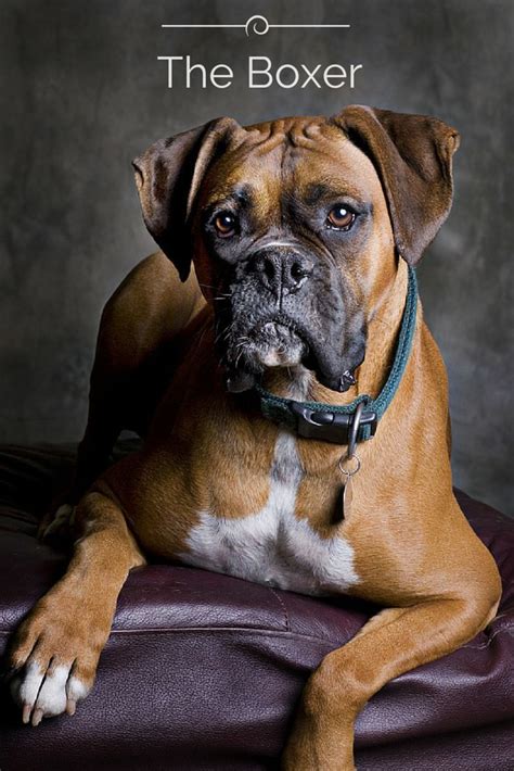 Best Documents Boxer Dog Names Boxer Dog Breed Boxer Dogs