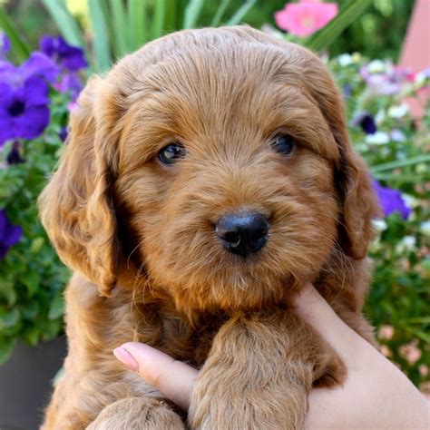 The family puppy has been finding the perfect pet for your family for over 40 years! Michigan Labradoodle Puppies For Sale | Michigan Breeders