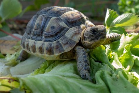 Tortugas Terrestres Fotos Adopción Y Precios