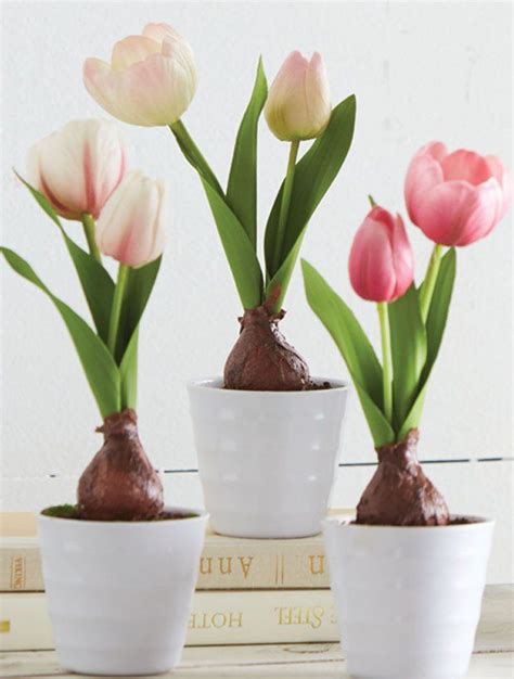 Potted Tulip Bulb Set Of 3 Tulip Bulbs Tulips Beautiful Centerpieces