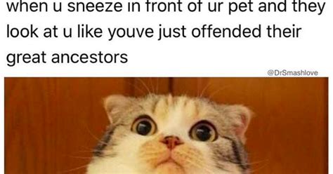 Check spelling or type a new query. 26 Memes You And Your Cat Will Definitely Laugh At