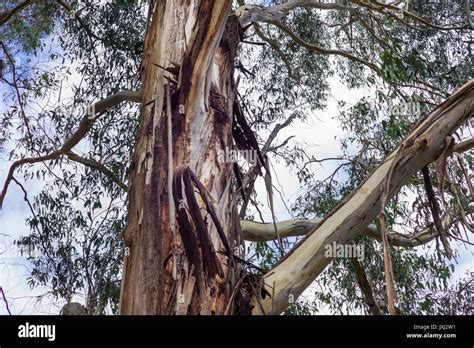 Eucalyptus Tree Trunk With Peeling Bark Against Blue Sky With Clouds