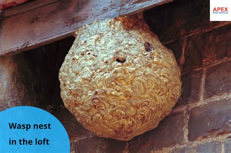 wasp nest removal barnsley blog stating essential safety measures