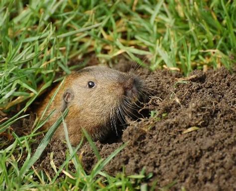 Read about the most common outdoor pests in the uk and how to deal with them. Pest Information - Evergreen Pest Management