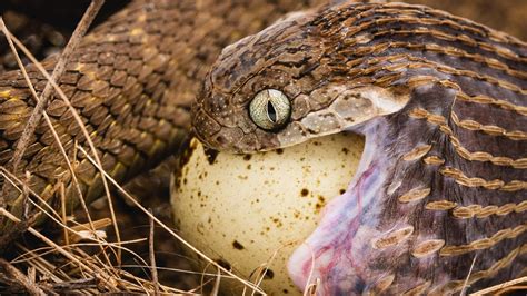 Snake Eats Egg African Egg Eating Snake Brian Barczyk Youtube