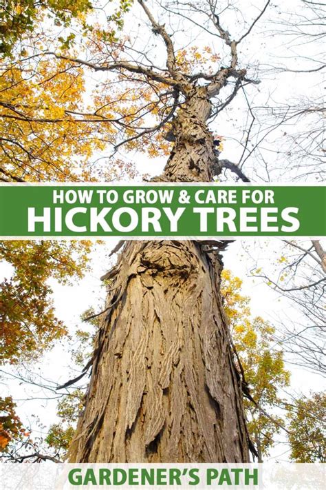 How To Grow And Care For Hickory Trees Gardeners Path
