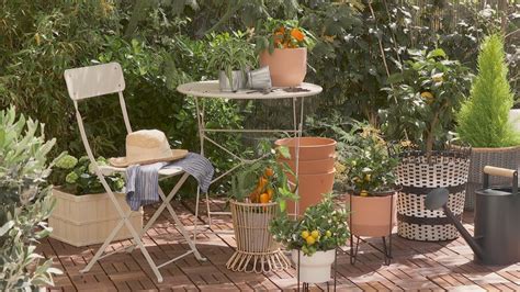 La begonia es una especie que se puede desarrollar correctamente y de la mejor forma en macetas en la terraza. Cómo decorar tu terraza o balcón con plantas - YouTube